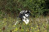 ALASKAN MALAMUTE 351